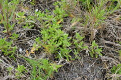 Hemichroa pentandra