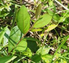 Glochidion philippicum