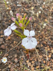 Isotoma hypocrateriformis