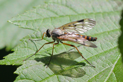 Rhagio scolopaceus