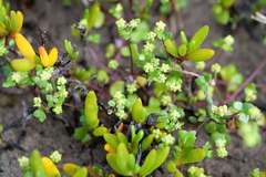 Hydrocotyle capillaris