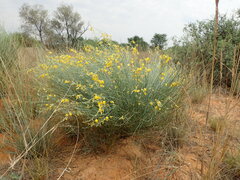 Crotalaria spartioides