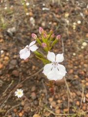 Isotoma hypocrateriformis