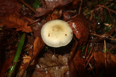 Stropharia aeruginosa