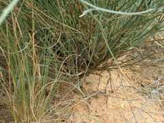 Crotalaria spartioides