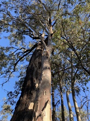 Corymbia maculata