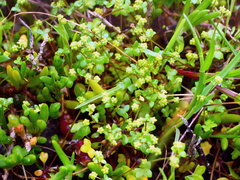 Hydrocotyle capillaris