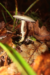Stropharia aeruginosa