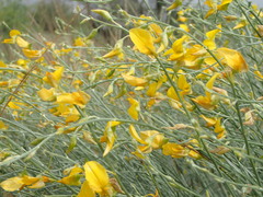 Crotalaria spartioides