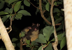 Trichosurus caninus