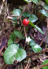 Geophila repens