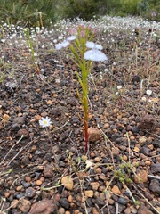 Isotoma hypocrateriformis
