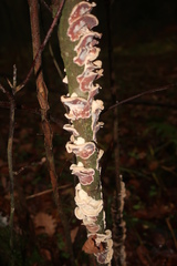 Gloeoporus dichrous