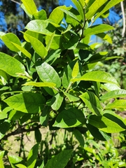 Ficus coronata