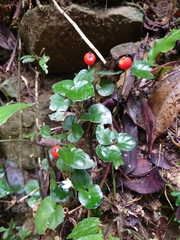 Geophila repens