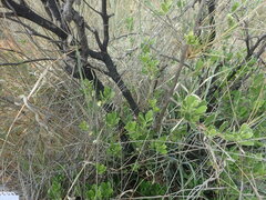 Diospyros lycioides