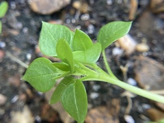 Stellaria media