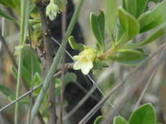 Diospyros lycioides