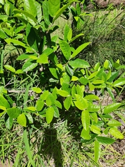 Ficus coronata