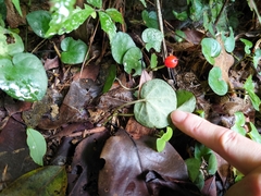 Geophila repens