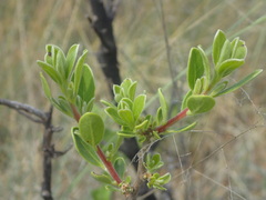 Diospyros lycioides