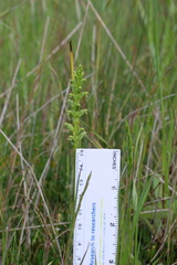 Microtis arenaria