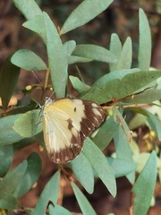 Belenois creona severina