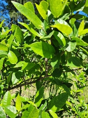 Ficus coronata