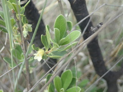 Diospyros lycioides