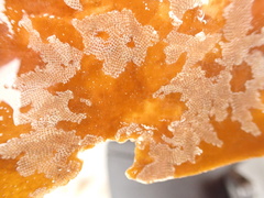 Membranipora membranacea