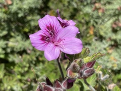 Pelargonium cucullatum