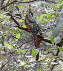 Trogon elegans