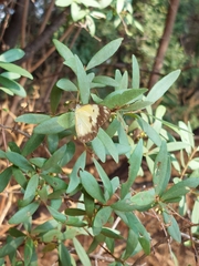 Belenois creona severina