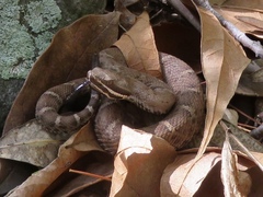 Crotalus willardi