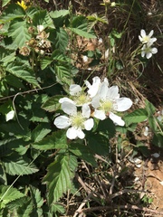 Rubus affinis
