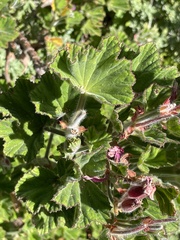 Pelargonium cucullatum
