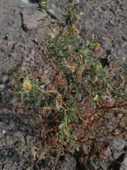 Adesmia miraflorensis