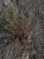 Adesmia miraflorensis