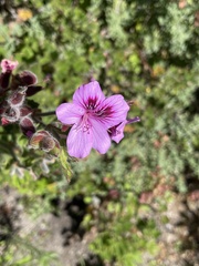 Pelargonium cucullatum