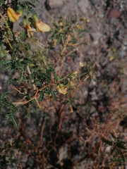 Adesmia miraflorensis