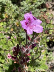 Pelargonium cucullatum