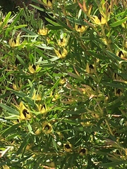 Leucadendron eucalyptifolium