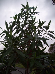 Escallonia pendula