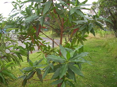 Escallonia pendula