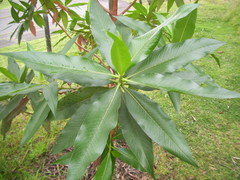 Escallonia pendula