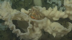 Hapalogaster mertensii