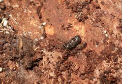 Scolytus