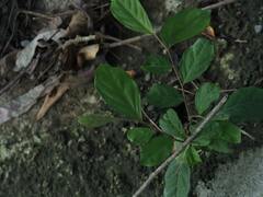 Glochidion philippicum