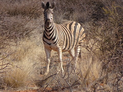 Equus quagga