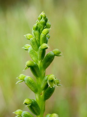 Microtis arenaria
